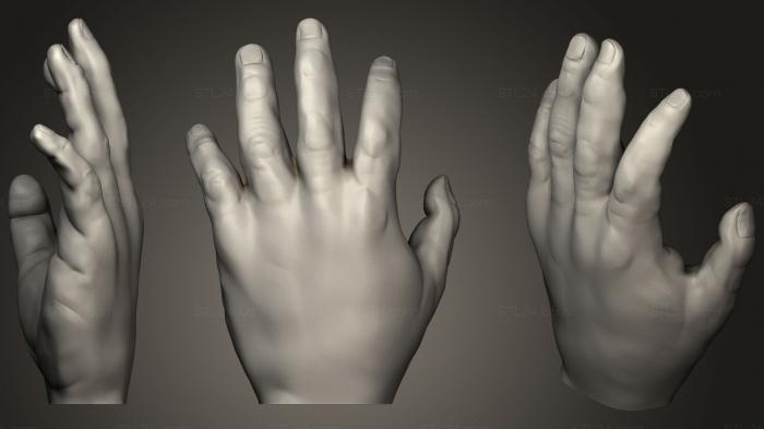 Анатомия скелеты и черепа (Mano Completa, ANTM_1266) 3D модель для ЧПУ станка